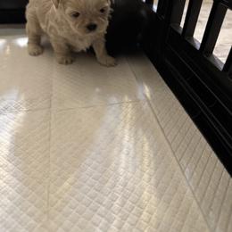 Shih Tzu Puppies from Butterfly Shih Tzu Pups