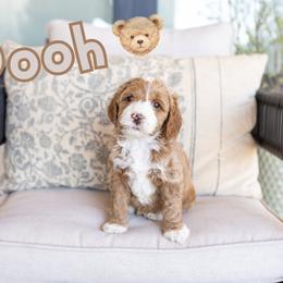 Pooh - Red male Australian Labradoodle puppy in Ardmore, Oklahoma from Mop Top Doodle Co.