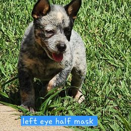 Left partial mask - Blue mottled male Australian Cattle Dog puppy in Smyrna, South Carolina from Wood Haven Farm of SC