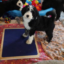 Wren - Tri-color female Bernedoodle puppy in Springfield, Missouri from Doodle Dandy Bernedoodles