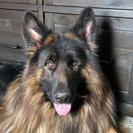 Sergeant - German Shepherd