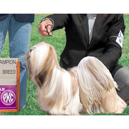 Layla - Lhasa Apso