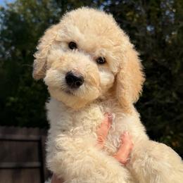 Light Blue Collar - Cream male Goldendoodle puppy in Ringgold, Georgia from Sweet B’s Goldendoodles