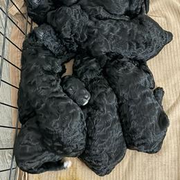 Jersey - Black female Goldendoodle puppy in Somerset, New Jersey from Yabba Dabba Doodles