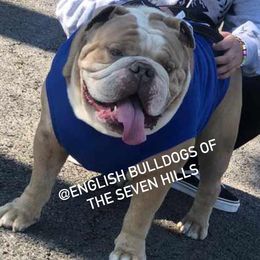 Haus - Bulldog