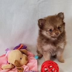 Pomeranians from Sugar Butt Poms