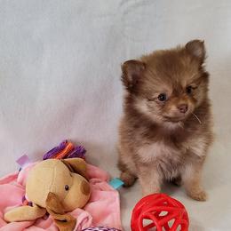 Pomeranians from Sugar Butt Poms