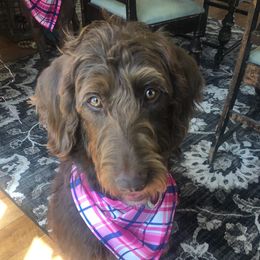 Cayenne - Labradoodle