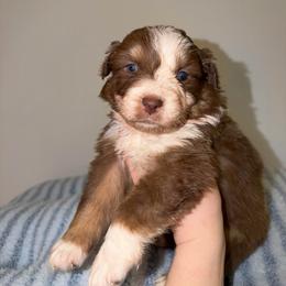 Reese - Red tri-color male Australian Shepherd puppy in Anniston, Alabama from All Hale Aussies