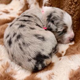 Pink collar - Blue merle female Miniature Australian Shepherd puppy in 32046, Florida from River Hill Ranch
