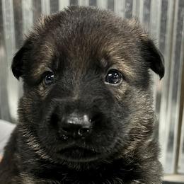 Boy 2 - Sable German Shepherd puppy in Terrell, Texas from Von Brodek Kennels
