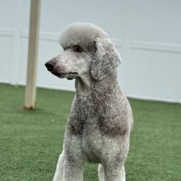 Rogue - Poodle