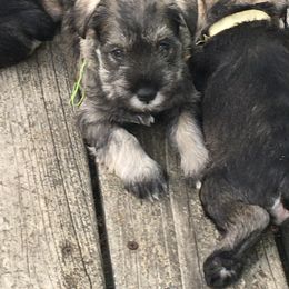Miniature Schnauzer Puppies from MoonShadows Miniature Schnauzers