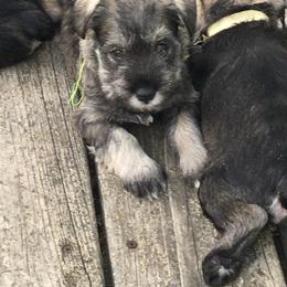 Miniature Schnauzer Puppies from MoonShadows Miniature Schnauzers