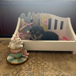 Light blue - Black and tan female Pembroke Welsh Corgi puppy in Abingdon, Virginia from Em-K Kennels