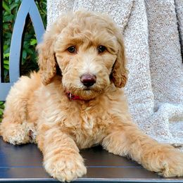 Goldendoodles and Poodles from Ben's Best Buddy Goldendoodles