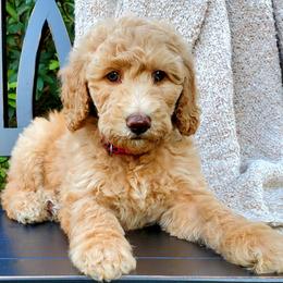 Goldendoodles and Poodles from Ben's Best Buddy Goldendoodles