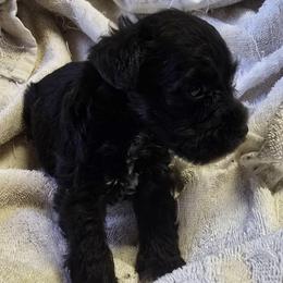 Black Boy 2 Cody - Black male Miniature Schnauzer puppy in Spring Hill, Florida from Suncoast Miniature Schnauzers