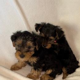 Morkie, Shorkie, Yorkipoo, and Yorkshire Terrier Puppies from YourSoulmatePuppy