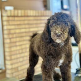 Snubbull - Chocolate female Goldendoodle puppy in Twin Falls, Idaho from Burrow & Bone