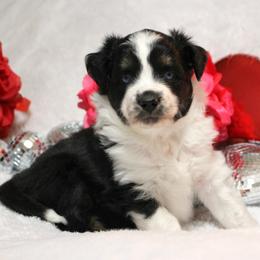 Miniature Australian Shepherd puppies from Jennifer Townley