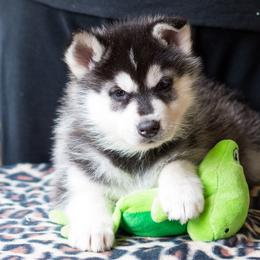 Siberian Husky Puppies from Zuska Siberians