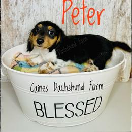 Peter - Piebald male Dachshund puppy in Cincinnati, Ohio from Caines Dachshund Farm