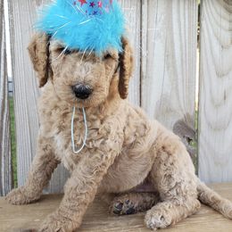 Goldendoodle Puppies from Penny Doodles