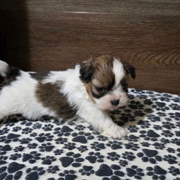 Boy 1 - Gold and white male Shih Tzu puppy in Meadows Of Dan, Virginia from Walt’s Shih Tzus