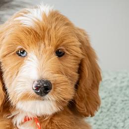 Bernedoodles, Cockapoos, and Goldendoodles from Deaz Doodle Ranch