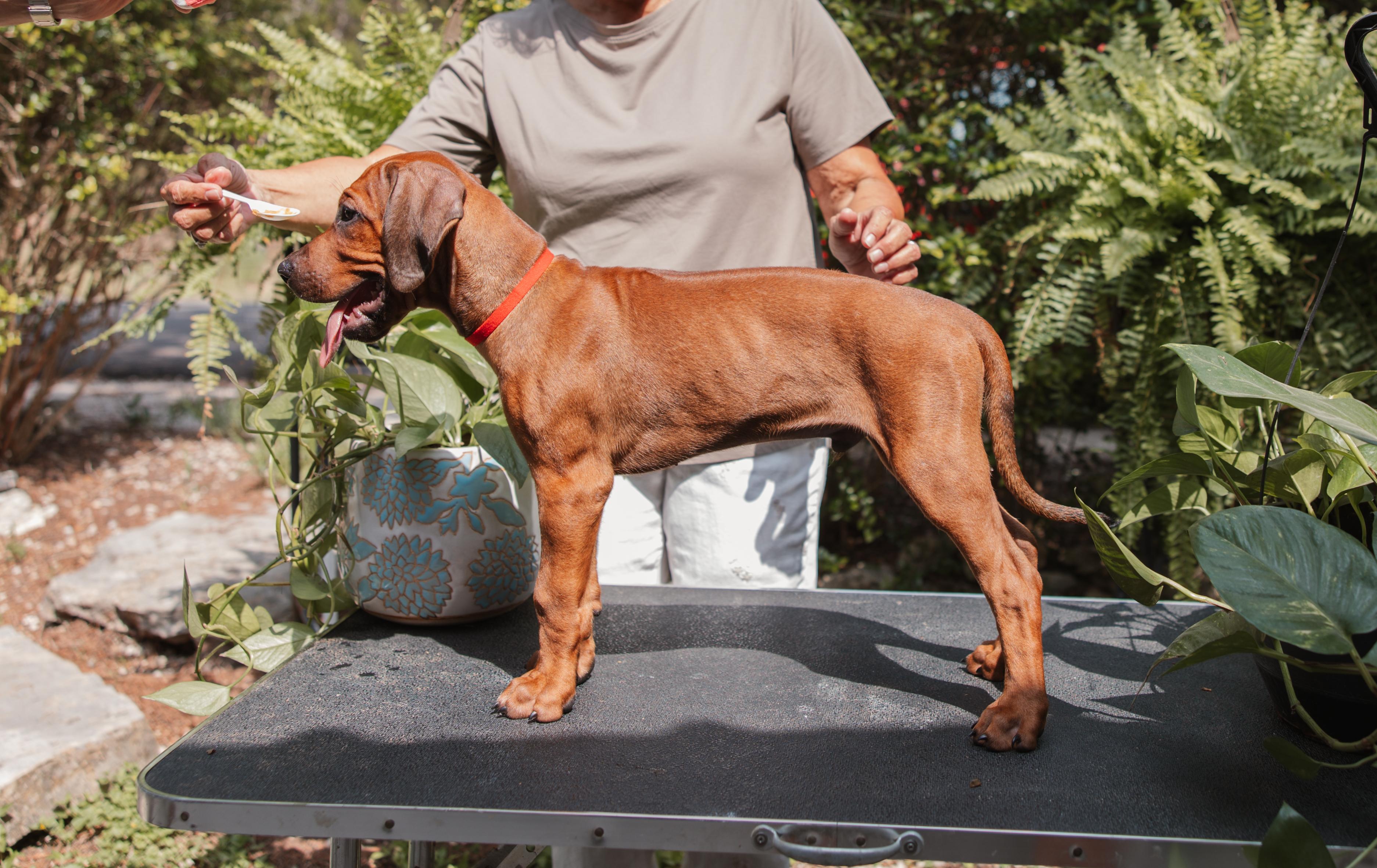 African Legends Rhodesian Ridgebacks in Texas | Rhodesian Ridgeback ...
