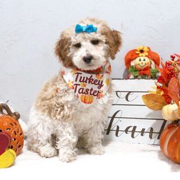 Sapphire - Parti female Goldendoodle puppy in Pendleton, Oregon from Blushing Doodles