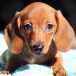 Cassandra - Red female Dachshund puppy in Azle, Texas from American Dachshunds