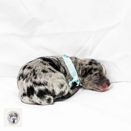 Miniature Australian Shepherd Puppies from Yarborough Kennels