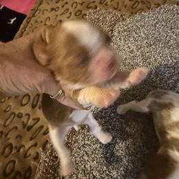 Boy 1 - Blenheim male Cavalier King Charles Spaniel puppy in Loco, Oklahoma from Sweet Heart Cavaliers