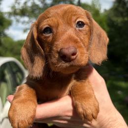 Dachshund puppies from Captain Kirk’s Wiener Fleet