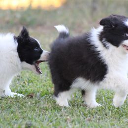 Female 1 - Black female Border Collie puppy in Tylertown, Mississippi from Cool Meadow Farms