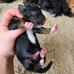 Sage - Tri-color male Bernedoodle puppy in Ashton, Idaho from Kerr Kanine Ranch