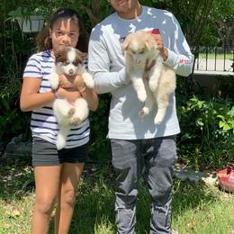Pomsky Puppies from Royal Palm Pomskies