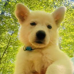 Kote vom Whitewolf (Blue) - White male Berger Blanc Suisse puppy in Blacksburg, South Carolina from Whitewolf Kennels