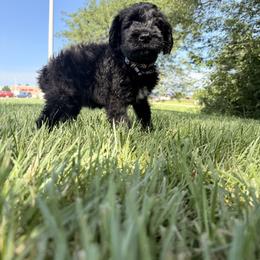 Fawkes - Black male Giant Schnauzer puppy in Noblesville, Indiana from Stratton House Kennels