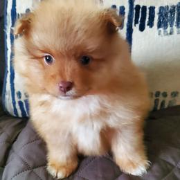 Oliver - Orange male Pomeranian puppy in Bellevue, Iowa from Fluffy Wonders Poms and Doodles