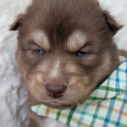 Reed - Red and white male Siberian Husky puppy in Coshocton, Ohio from Wyant Farms