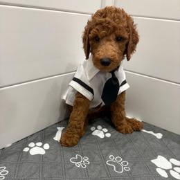 Lime green collar - Red  male Poodle puppy in San Benito, Texas from Irene's Poodles