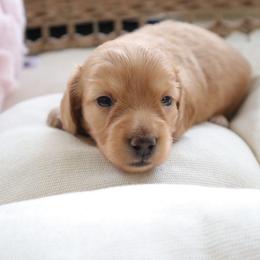 Pink collar - Red female Dachshund puppy in Mc Donough, Georgia from Hot Diggity Doxies