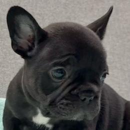 Shirley - Black female French Bulldog puppy in Clifton, Texas from Blue Ribbon French Bulldogs