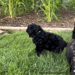 Portuguese Water Dog Puppies from Yellowstone Porties
