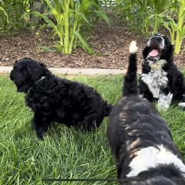 Portuguese Water Dog Puppies from Yellowstone Porties