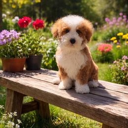 Bronco - Red  male Goldendoodle puppy in Roseburg, Oregon from Dbos Furry Friends