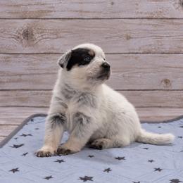 Dexter - Blue speckled male Australian Cattle Dog puppy in Scurry, Texas from RedHorizon AKC Australian Cattle Dogs (Heelers)